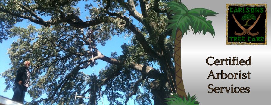 Certified Arborist Certified Arborist