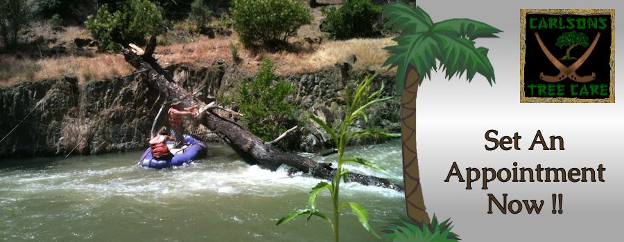 Tree Service Tree Service