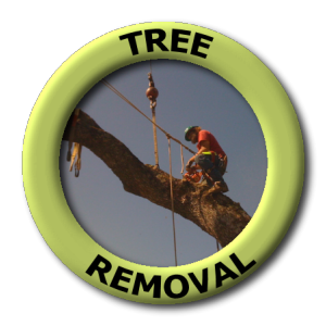 Tree Removal Tree Removal