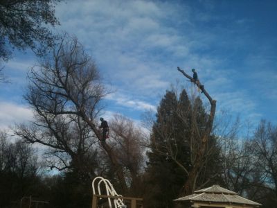 Tree Removal